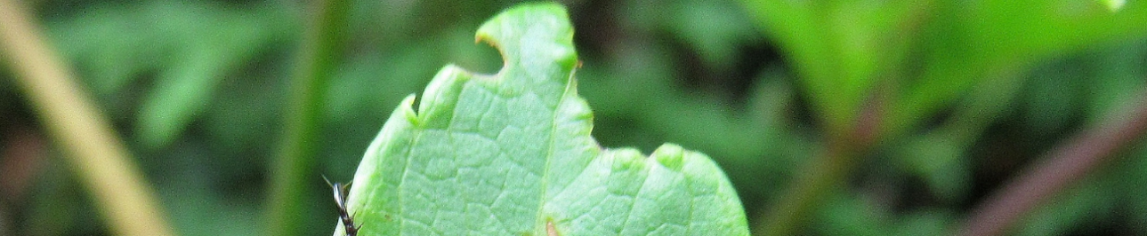 Offering main image